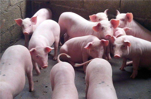 葡萄球菌又称油皮病，#猪病 #养猪人 #养猪技术