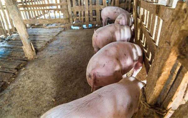 初乳和常乳在仔猪防病保健中的作用有哪些？