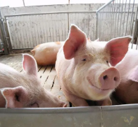 尼日利亚对美国猪肉开放部分市场