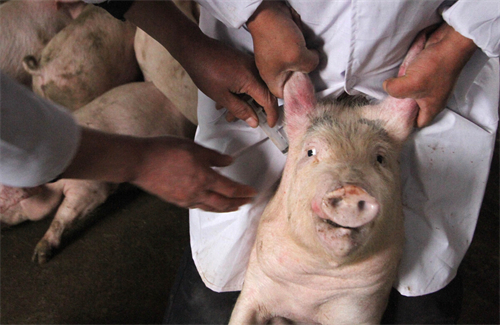 母猪产后护理，#变异蓝耳 #养猪 #养猪人 #猪场 #养猪技术
