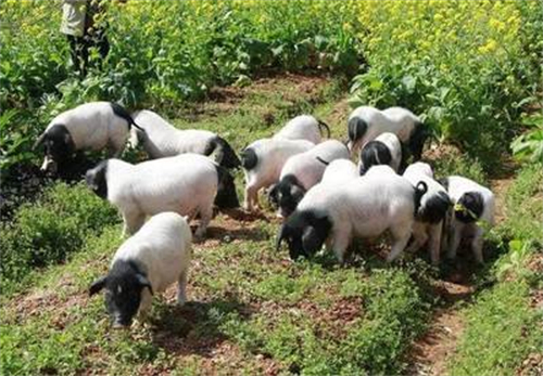龙里县扎实开展非洲猪瘟疫病监测 保障农产品质量安全