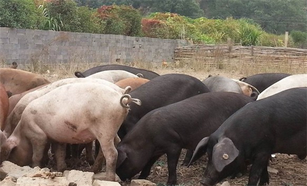 农业农村部：2021年每头生猪利润564元 高于正常年份的200元