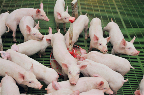 猪价冲高超国内均线水平，养猪大省河南的产业升级之路！