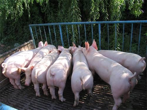 60斤猪一天吃多少饲料？1.1公斤左右？