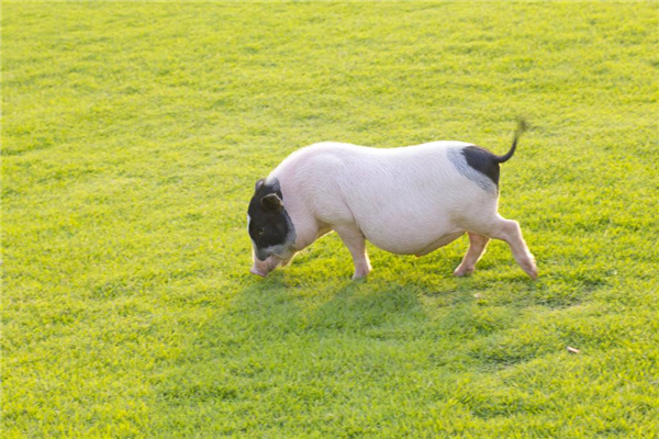 养猪技术：母猪流白色脓液、子宫炎的最新治疗方案
