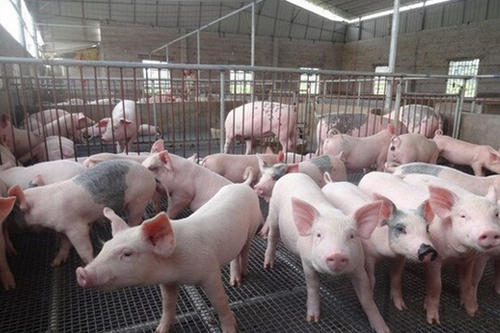 农业农村部：2021年生猪养殖依然是丰收年！