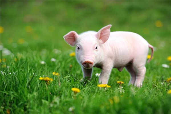 临近年关猪价上涨，养殖户着急卖猪，是迟卖好还是早卖较好？