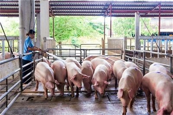 生猪期货上市一周年“保险+期货”护航农产品稳产保供