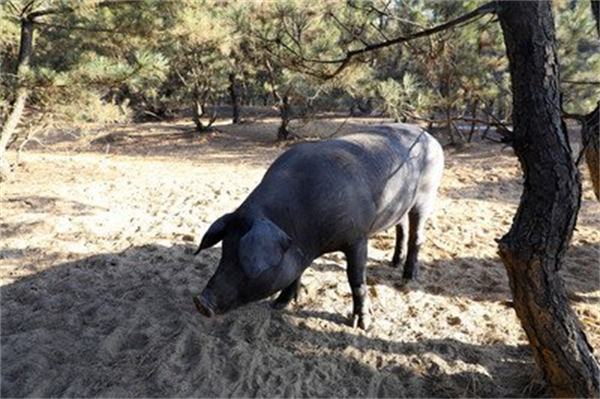 随处可见的“猪毛草”竟可以治疗猪关节炎？