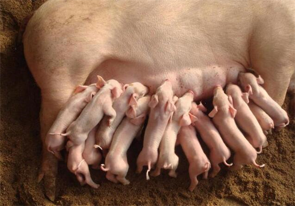 提高母猪泌乳量的5项措施，养猪人别错过！