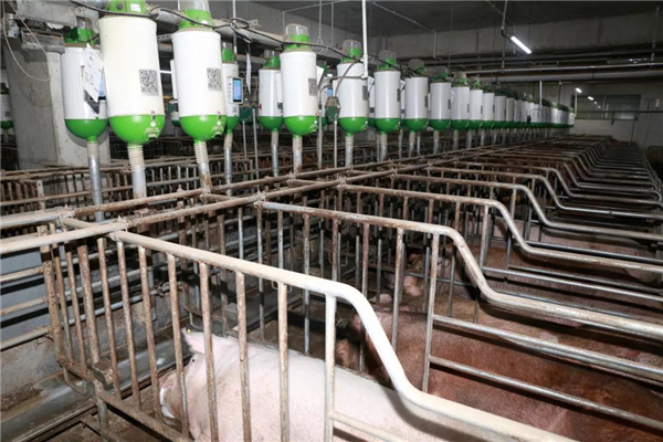 猪舍怎样保持干净卫生，给猪创造一个良好环境呢？