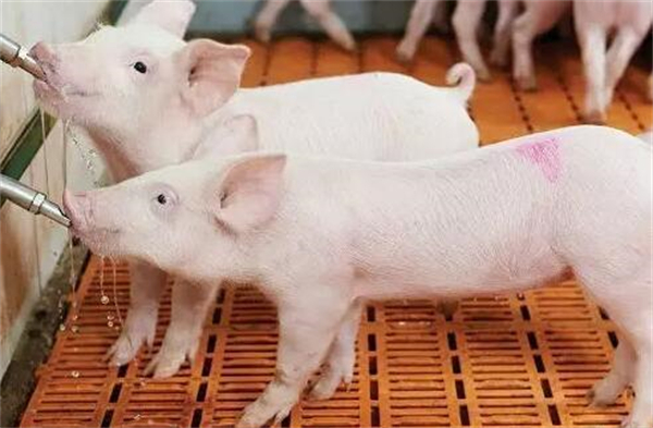 银河证券：在猪周期探底阶段 深度亏损期是布局养殖个股的最佳时机
