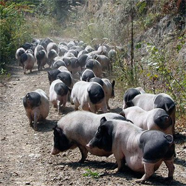 全国首例！佳县创新开展生猪养殖“五位一体”帮扶项目