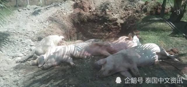 泰国巴蜀府3个养猪场发现非洲猪瘟疫情 销毁117头生猪