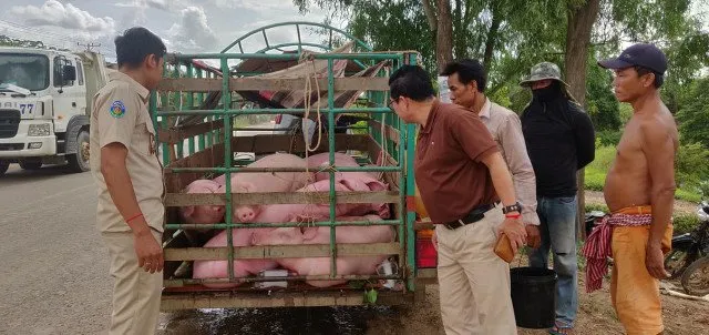 柬埔寨已有数千头猪死亡，非洲猪瘟来了？