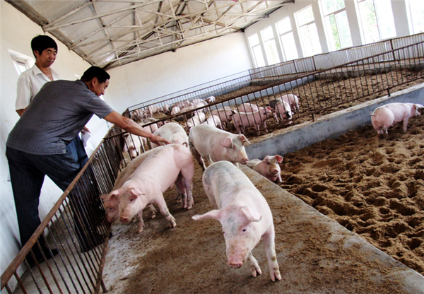 猪肉供应仍然充裕，业内专家：新一轮的猪周期可能要等到2023年上半年！