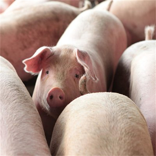 稳肉价！春节前3天惠州设57个平价猪肉监控点