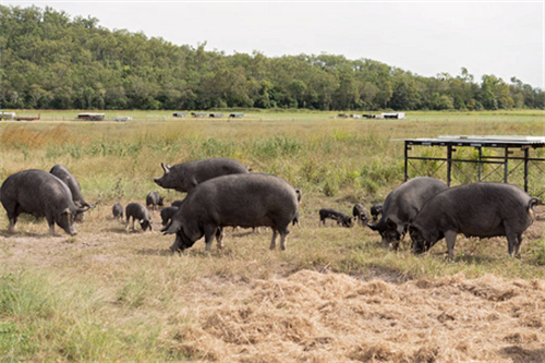 2021年，生猪出栏6.8亿头，散户“赢了规模猪场”，2022年谁是赢家？