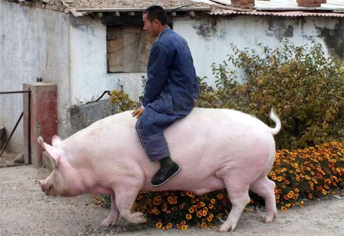 能繁母猪存栏超10%，生猪去产，散户和规模猪场，谁能赚到钱