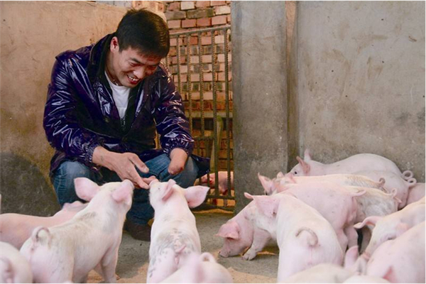 论发酵饲料是如何降低生猪养殖成本