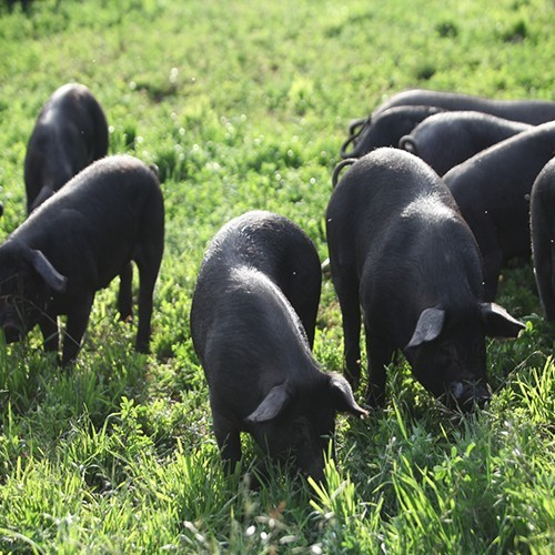 生猪养殖行业集中度有望提升 猪肉板块午后持续走强