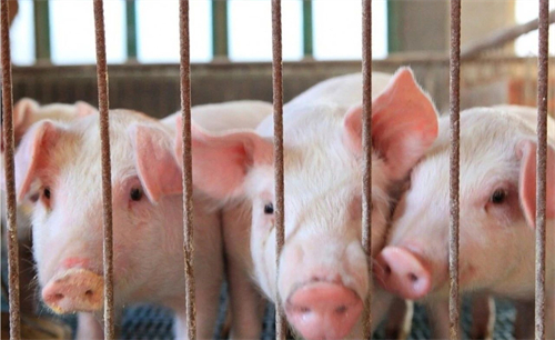 湖南零陵区开展生猪屠宰专项整治执法行动