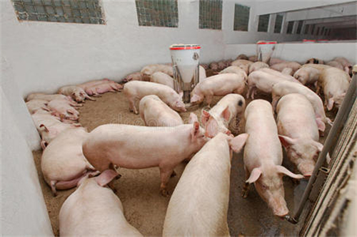 广西猪肉生产恢复到常年水平