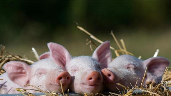 01月30日：全国农产品批发市场猪肉平均价格为22.08元/公斤