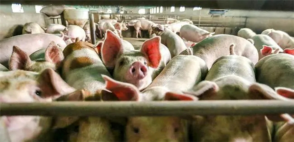 扬翔总裁施亮：打通猪业全产业链，从农场到餐桌高质量发展！