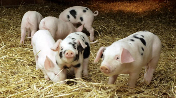 2022年1月乌克兰已用完32%的欧盟猪肉进口配额