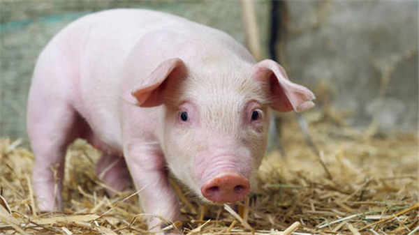 02月14日：全国农产品批发市场猪肉平均价格为20.22元/公斤