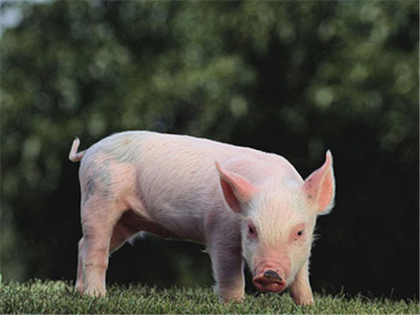 养猪场中常见的皮肤病，以及它的治疗措施！