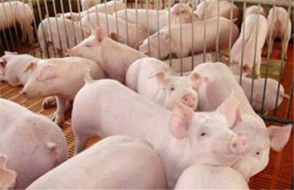 02月23日：全国农产品批发市场猪肉平均价格为18.96元/公斤