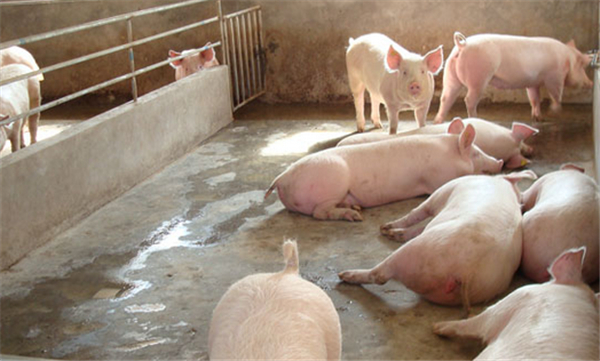 02月21日：全国农产品批发市场猪肉平均价格为19.69元/公斤