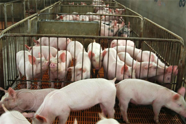 02月24日：全国农产品批发市场猪肉平均价格为19.08元/公斤