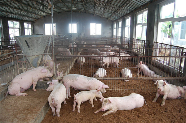 猪冬天裂蹄病轻则影响采食，严重则影响效益