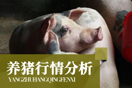 6月国内猪价涨超23％，预计国内猪价仍存一定回升空间