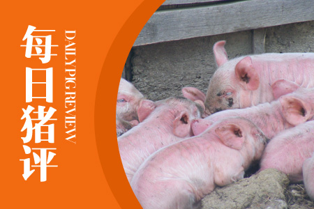 01月28日猪评：生猪市场运行平稳，是否有冲高可能？