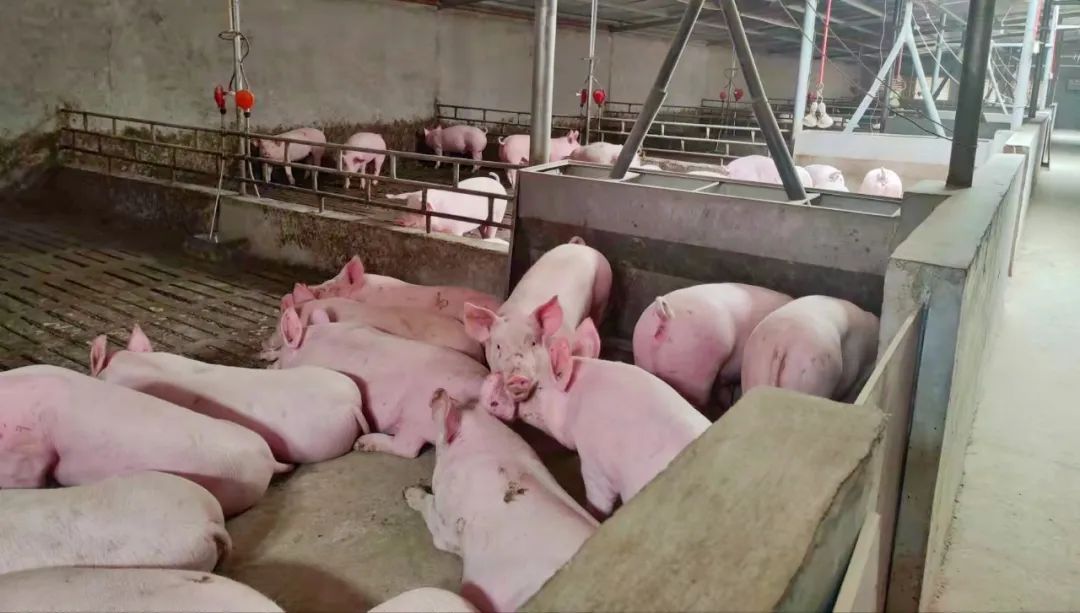 西班牙的养猪合作社是如何运营生产的？合作社的生物安全水平怎样？