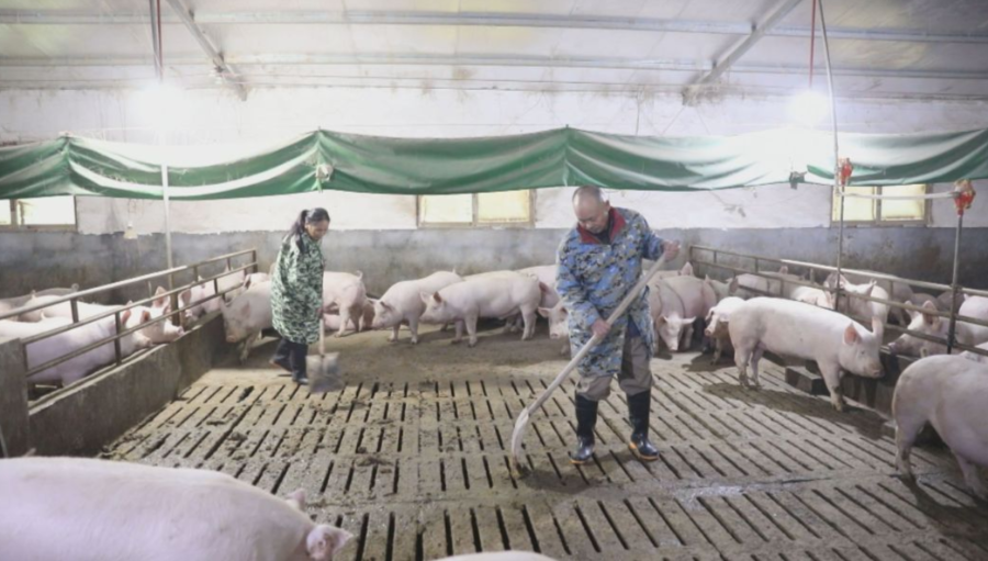 “1211”生猪代养助力壮大村集体经济