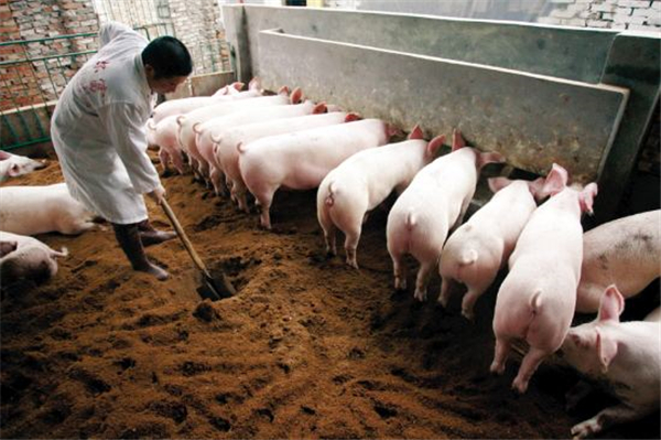 农业农村部：稳定生猪基础产能，防止生产大起大落