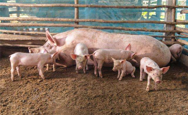 规模化猪场，要重视母猪五体病的防控