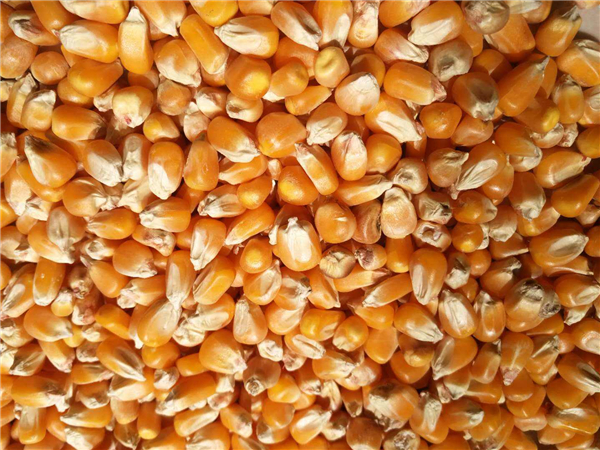 俄乌战争威胁玉米供应！价格大涨激励美国农民今年增加玉米种植