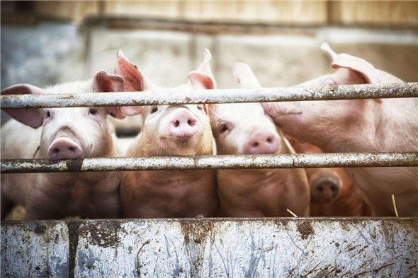 两会结束，两轮猪肉收储也未带动猪价上涨，生猪市场基本形势难改！