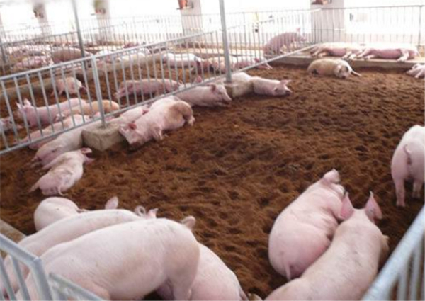 3月份第2周畜产品和饲料集贸市场价格情况
