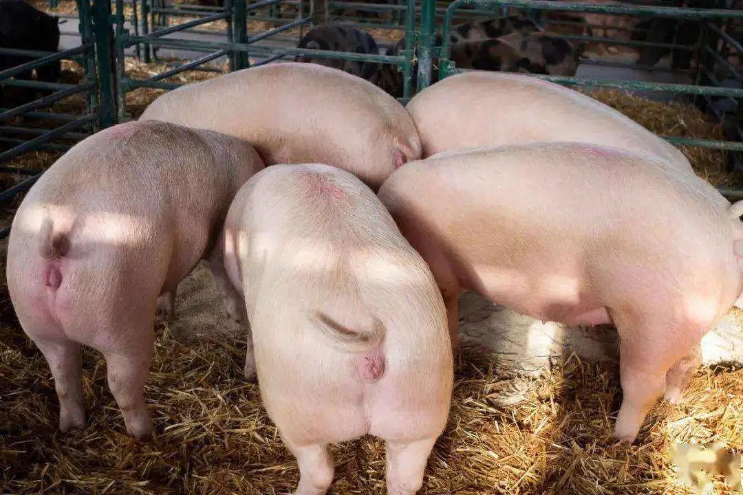 2月生猪养殖企业出栏数据及饲料端成本，代表着什么？