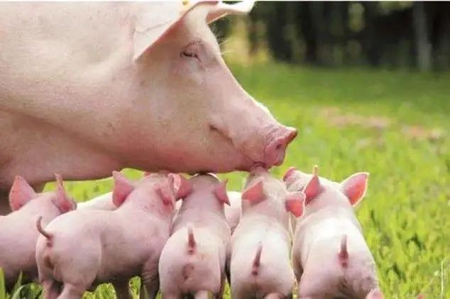 关于第六届南农猪业大会暨2022钟山猪业展览会延期举办的通知