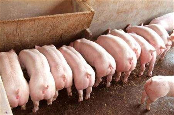 03月22日：全国农产品批发市场猪肉平均价格为17.99元/公斤