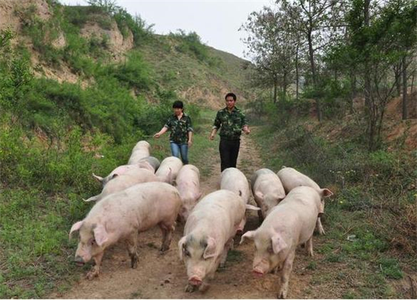 欧盟2022年猪肉产量将下降，2021年生猪总数为1.4155亿头