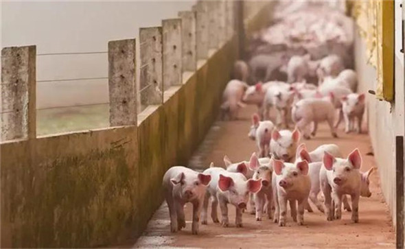 生猪养殖陷入水深火热，二季度猪价能否逆转？